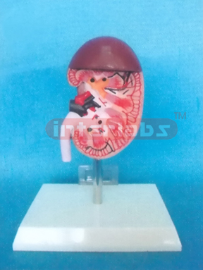 MIDDLE ANATOMICAL KIDNEY MODEL